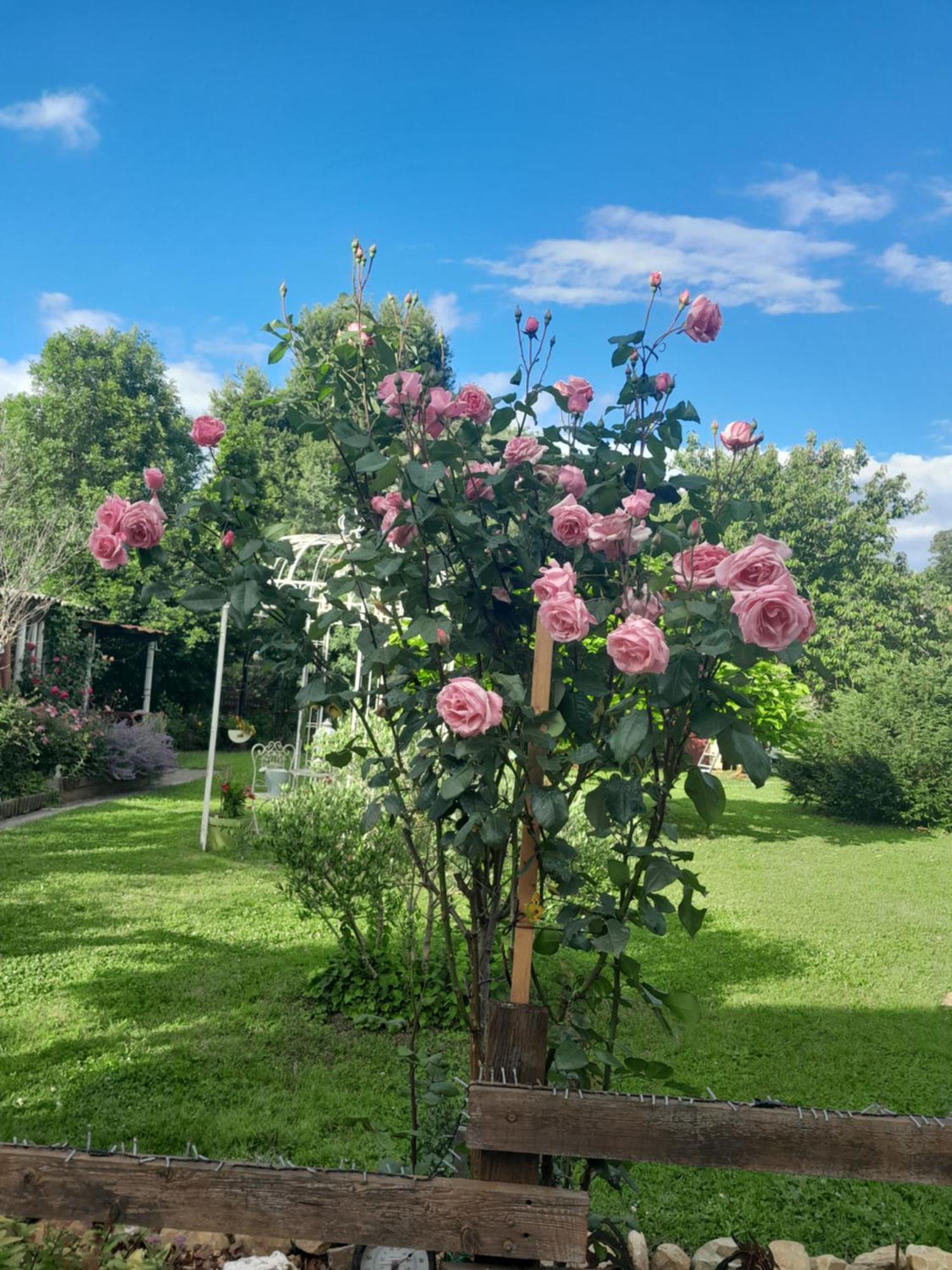 Chambre D'Hote Amitie Et Jardin Bed & Breakfast Carmaux Exterior photo